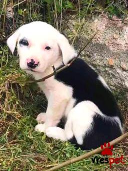 Ράτσα: Άγνωστο - Ημίαιμο | Ηλικία: 2 μηνών | Φύλο: Θηλυκό | Αρ. Microchip: - | Περιοχή: Κιλκίς, Μακεδονία