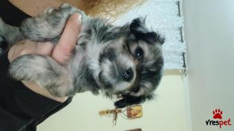 Ράτσα: Τσιχουάουα - Chihuahua | Ηλικία: 2 μηνών | Φύλο: Αρσενικό | Αρ. Microchip: Θα το αναλάβει ο αγοραστής.  | Ιδιώτης | Περιοχή: Πειραιάς, Αττική