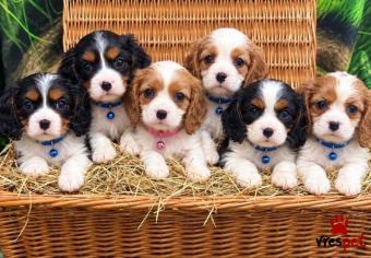 Ράτσα: Σπάνιελ Βασιλιά Καρόλου Καφέ - King Charles Spaniel | Ηλικία: 3 μηνών | Φύλο: Θηλυκό | Αρ. Microchip: 965854908321421 | 