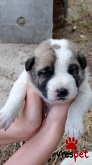 Ράτσα: Ελληνικός Ποιμενικός - Greek Shepherd | Ηλικία: 2 μηνών | Φύλο: Θηλυκό | Αρ. Microchip: 000000000000000 | Περιοχή: Αλεξανδρούπολη, Θράκη