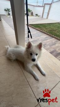 Ράτσα: Πομεράνιαν - Pomeranian | Ηλικία: 4 μηνών | Φύλο: Αρσενικό | Αρ. Microchip: Δεν ξερουμε | Ιδιώτης | Περιοχή: Κομοτηνή, Θράκη