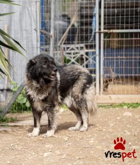 Ράτσα: Άγνωστο - Ημίαιμο | Ηλικία: 5+ | Φύλο: Αρσενικό | Αρ. Microchip: - | Περιοχή: Νέα Σμύρνη, Αττική