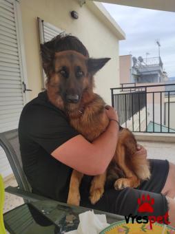 Ράτσα: Γερμανικός ποιμενικός Αλσατίας | Ηλικία: 2 ετών | Φύλο: Θηλυκό | Αρ. Microchip: 37291058309 | Περιοχή: Πειραιάς, Αττική