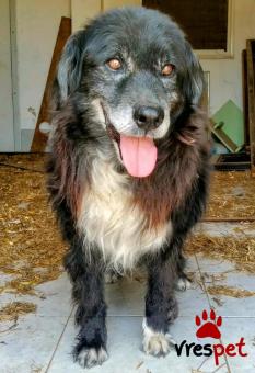 Ράτσα: Άγνωστο - Ημίαιμο | Ηλικία: 5+ | Φύλο: Αρσενικό | Αρ. Microchip: - | Περιοχή: Κιλκίς, Μακεδονία