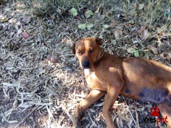 Ράτσα: Πίτ μπούλ - pitbull | Ηλικία: 1 έτους | Φύλο: Θηλυκό | Αρ. Microchip: 90909090987678 | Περιοχή: Λαυρεωτική, Αττική