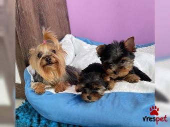 Ράτσα: Γιόρκσάϊρ τεριέ - Yorkshire Terrier | Ηλικία: 2,5 μηνών | Φύλο: Αρσενικό | Αρ. Microchip: 06765455004 | Εκπαιδευμένο | Pedigree | Περιοχή: Αθήνα, Αττική