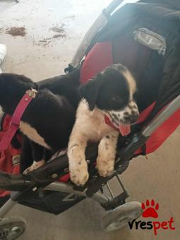 Ράτσα: Ελληνικός Ποιμενικός - Greek Shepherd | Ηλικία: 2 μηνών | Φύλο: Θηλυκό | Αρ. Microchip: 9400034569584 | Ημίαιμο | Περιοχή: Λαυρεωτική, Αττική
