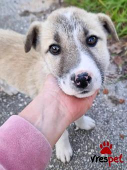 Ράτσα: Άγνωστο - Ημίαιμο | Ηλικία: 2,5 μηνών | Φύλο: Θηλυκό | Αρ. Microchip: - | Περιοχή: Κιλκίς, Μακεδονία