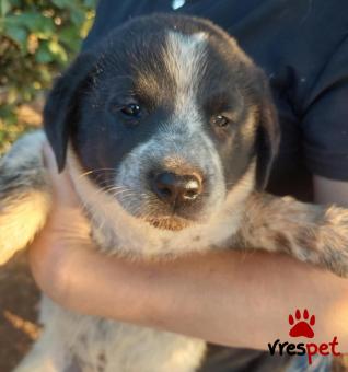 Ράτσα: Ελληνικός Ποιμενικός - Greek Shepherd | Ηλικία: 2 μηνών | Φύλο: Θηλυκό | Αρ. Microchip: 9900002321258936 | Ημίαιμο | Περιοχή: Σαρωνικός, Αττική