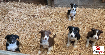 Ράτσα: Κόλι - Collie | Ηλικία: 3 μηνών | Φύλο: Αρσενικό | Αρ. Microchip: 4255525252343 | Ιδιώτης | Εκπαιδευμένο | Pedigree | Περιοχή: Αθήνα, Αττική