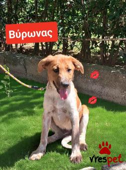 Ράτσα: Λαμπραντόρ - Labrador | Ηλικία: 5 μηνών | Φύλο: Αρσενικό | Αρ. Microchip: 990000014587458 | Ημίαιμο | Περιοχή: Λαυρεωτική, Αττική