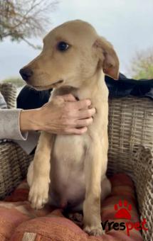 Ράτσα: Άγνωστο - Ημίαιμο | Ηλικία: 4 μηνών | Φύλο: Αρσενικό | Αρ. Microchip: 000000000000008 | Περιοχή: Καλύβια Θορικού, Αττική