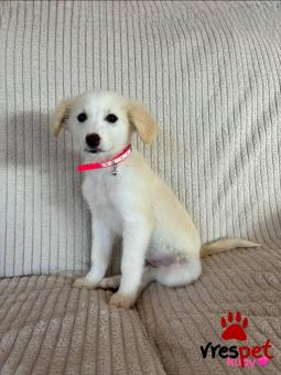 Ράτσα: Άγνωστο - Ημίαιμο | Ηλικία: 3 μηνών | Φύλο: Θηλυκό | Αρ. Microchip: 000000000000000000000 | Ημίαιμο | Περιοχή: Χαϊδάρι, Αττική