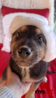 Ράτσα: Άγνωστο - Ημίαιμο | Ηλικία: 2,5 μηνών | Φύλο: Αρσενικό | Αρ. Microchip: 0 | Ημίαιμο | Περιοχή: Γλυφάδα, Αττική