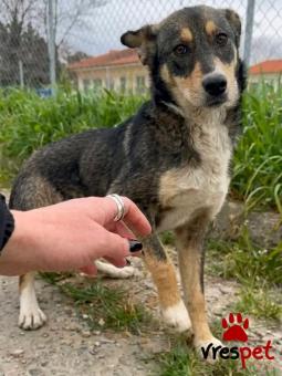 Ράτσα: Άγνωστο - Ημίαιμο | Ηλικία: 8 μηνών | Φύλο: Αρσενικό | Αρ. Microchip: - | Περιοχή: Κιλκίς, Μακεδονία