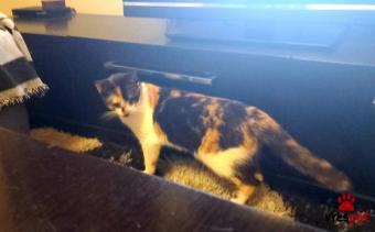 Ράτσα: Άγνωστο - Ημίαιμο | Ηλικία: 7 μηνών | Φύλο: Θηλυκό | Αρ. Microchip: 000000000000000000000 | Ημίαιμο | Περιοχή: Χαϊδάρι, Αττική