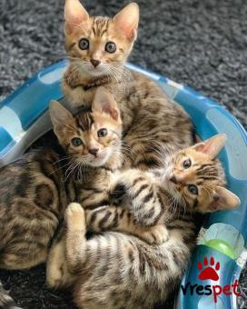 Ράτσα: Σιβηρίας | Ηλικία: 3 μηνών | Φύλο: Αρσενικό | Αρ. Microchip: 985113009734724 | Ιδιώτης | Pedigree | Περιοχή: Αθήνα, Αττική