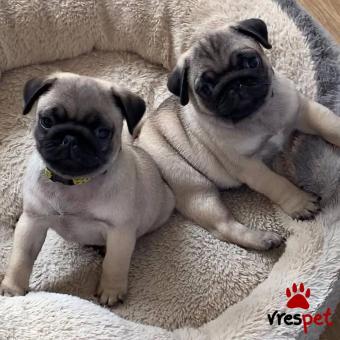 Ράτσα: Πάγκ - Pug | Ηλικία: 2,5 μηνών | Φύλο: Αρσενικό | Αρ. Microchip: 836077814322 | Ιδιώτης | Εκπαιδευμένο | Pedigree | Περιοχή: Αττική