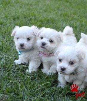 Ράτσα: Μαλτέζ - Maltese | Ηλικία: 3 μηνών | Φύλο: Αρσενικό | Αρ. Microchip: 900123456789123 | Ιδιώτης | Εκπαιδευμένο | Pedigree | Περιοχή: Αθήνα, Αττική