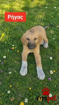 Ράτσα: Ελληνικός Ποιμενικός - Greek Shepherd | Ηλικία: 4 μηνών | Φύλο: Αρσενικό | Αρ. Microchip: 990000014587458 | Ημίαιμο | Περιοχή: Λαυρεωτική, Αττική