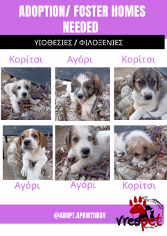 Ράτσα: Άγνωστο - Ημίαιμο | Ηλικία: 2 μηνών | Φύλο: Αρσενικό | Αρ. Microchip: - | Περιοχή: Νέα Σμύρνη, Αττική