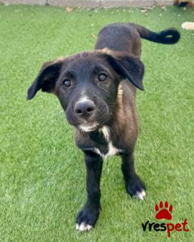 Ράτσα: Λαμπραντόρ - Labrador | Ηλικία: 3 μηνών | Φύλο: Θηλυκό | Αρ. Microchip: 0 | Ημίαιμο | Περιοχή: Γλυφάδα, Αττική