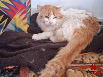 Ράτσα: Γάτα του Αιγαίου | Ηλικία: 2 ετών | Φύλο: Θηλυκό | Αρ. Microchip: 000000000000000000000 | Ημίαιμο | Περιοχή: Χαϊδάρι, Αττική