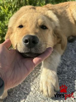 Ράτσα: Άγνωστο - Ημίαιμο | Ηλικία: 5 μηνών | Φύλο: Αρσενικό | Αρ. Microchip: - | Περιοχή: Κιλκίς, Μακεδονία