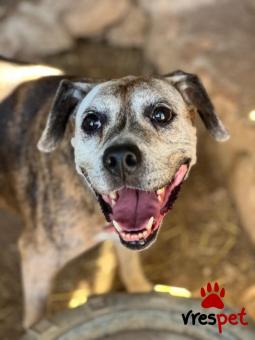 Ράτσα: Άγνωστο - Ημίαιμο | Ηλικία: 5+ | Φύλο: Θηλυκό | Αρ. Microchip: - | Περιοχή: Νέα Σμύρνη, Αττική