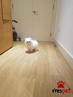 Ράτσα: Πομεράνιαν - Pomeranian | Ηλικία: 3 μηνών | Φύλο: Θηλυκό | Αρ. Microchip: 9100000034892 | Ιδιώτης | Εκπαιδευμένο | Pedigree | Περιοχή: Αθήνα, Αττική