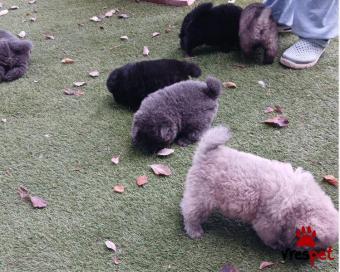 Ράτσα: Τσόου Τσόου - Chow chow | Ηλικία: 4 μηνών | Φύλο: Θηλυκό | Αρ. Microchip: 9749554690226 | Ιδιώτης | Εκπαιδευμένο | Pedigree | Περιοχή: Αττική