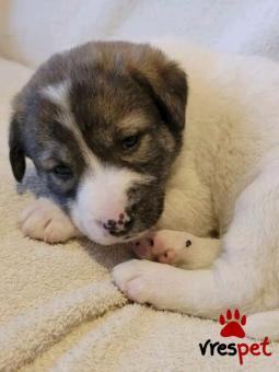 Ράτσα: Άγνωστο - Ημίαιμο | Ηλικία: 2 μηνών | Φύλο: Θηλυκό | Αρ. Microchip: - | Περιοχή: Κιλκίς, Μακεδονία