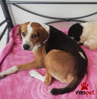 Ράτσα: Μπίγκλ - Beagle | Ηλικία: 3 ετών | Φύλο: Αρσενικό | Αρ. Microchip: 00000000000000 | Περιοχή: Καλύβια Θορικού, Αττική