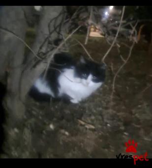 Ράτσα: Άγνωστο - Ημίαιμο | Ηλικία: 3 μηνών | Φύλο: Αρσενικό | Αρ. Microchip: - | Περιοχή: Γαλάτσι, Αττική