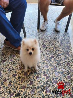 Ράτσα: Πομεράνιαν - Pomeranian | Ηλικία: 4 μηνών | Φύλο: Αρσενικό | Αρ. Microchip: Δεν εχει | Περιοχή: Νέα Προποντίδα, Μακεδονία