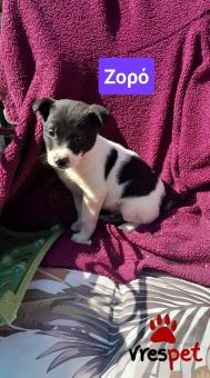 Ράτσα: Άγνωστο - Ημίαιμο | Ηλικία: 2 μηνών | Φύλο: Αρσενικό | Αρ. Microchip: 9400034569584 | Ημίαιμο | Περιοχή: Λαυρεωτική, Αττική