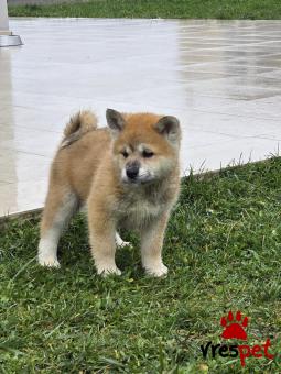 Ράτσα: Ακίτα Γιαπωνέζικος - Akita inu | Ηλικία: 2 μηνών | Φύλο: Θηλυκό | Αρ. Microchip: 1111111111111 | Ιδιώτης | Περιοχή: Τρίκαλα, Θεσσαλία