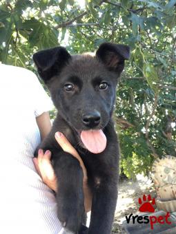 Ράτσα: Βελγικός Ποιμενικός - Belgian Sheepdog | Ηλικία: 3 μηνών | Φύλο: Θηλυκό | Αρ. Microchip: 000 | Περιοχή: Θερμαϊκός, Θεσσαλονίκη