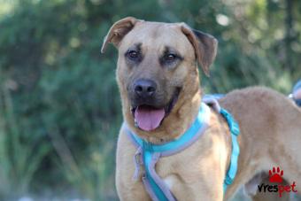 Ράτσα: Άγνωστο - Ημίαιμο | Ηλικία: 2 ετών | Φύλο: Αρσενικό | Αρ. Microchip: 900263001447416 | Ημίαιμο | Περιοχή: Νεάπολη Συκεές, Θεσσαλονίκη