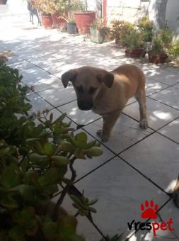 Ράτσα: Λαμπραντόρ - Labrador | Ηλικία: 2,5 μηνών | Φύλο: Αρσενικό | Αρ. Microchip: 990000098987676 | Περιοχή: Λαυρεωτική, Αττική