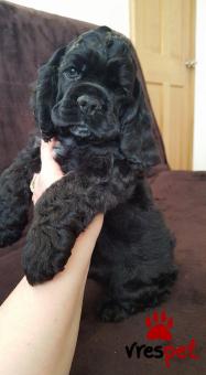 Ράτσα: Κόκερ Σπάνιελ - Cockerspaniel | Ηλικία: 3 μηνών | Φύλο: Θηλυκό | Αρ. Microchip: 908907690456903 | Ιδιώτης | Εκπαιδευμένο | Pedigree | Περιοχή: Αθήνα, Αττική