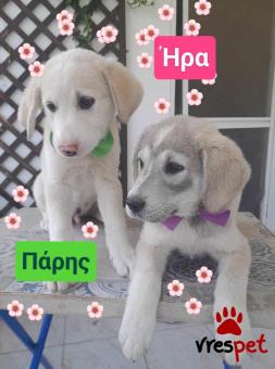 Ράτσα: Λαμπραντόρ - Labrador | Ηλικία: 2,5 μηνών | Φύλο: Αρσενικό | Αρ. Microchip: 9012362545478 | Ημίαιμο | Περιοχή: Λαυρεωτική, Αττική