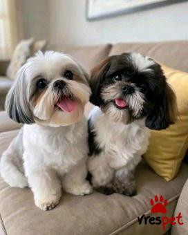 Ράτσα: Σιχ Τσού - Shih Tzu | Ηλικία: 2,5 μηνών | Φύλο: Θηλυκό | Αρ. Microchip: 985112009854643 | Ιδιώτης | Εκπαιδευμένο | Pedigree | Περιοχή: Αθήνα, Αττική