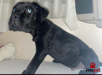 Ράτσα: Κανέ Κόρσο - Cane Corso | Ηλικία: 2,5 μηνών | Φύλο: Αρσενικό | Αρ. Microchip: 100000000000018 | Περιοχή: Αττική