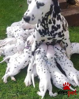 Ράτσα: Δαλματίας - Dalmatian | Ηλικία: 3 μηνών | Φύλο: Θηλυκό | Αρ. Microchip: 985113009872267 | Ιδιώτης | Εκπαιδευμένο | Pedigree | Περιοχή: Αθήνα, Αττική