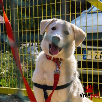 Ράτσα: Λαμπραντόρ - Labrador | Ηλικία: 7 μηνών | Φύλο: Αρσενικό | Αρ. Microchip: 12345668890 | Ημίαιμο | Περιοχή: Νίκαια Άγιος Ιωάννης Ρέντης, Αττική