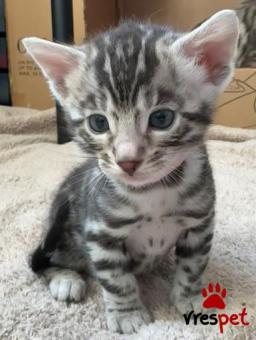 Ράτσα: Άγνωστο - Ημίαιμο | Ηλικία: 3 μηνών | Φύλο: Θηλυκό | Αρ. Microchip: 55997649989774889 | 