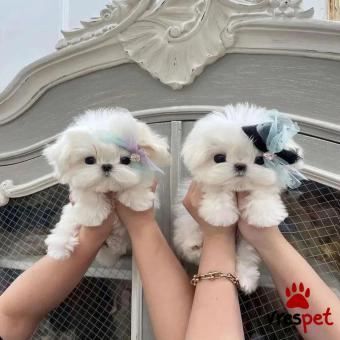 Ράτσα: Μαλτέζ - Maltese | Ηλικία: 3 μηνών | Φύλο: Θηλυκό | Αρ. Microchip: 905809456789046 | Ιδιώτης | Εκπαιδευμένο | Pedigree | Περιοχή: Αθήνα, Αττική