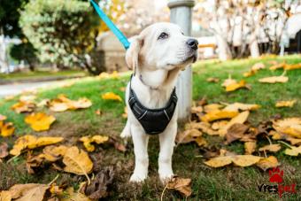 Ράτσα: Άγνωστο - Ημίαιμο | Ηλικία: 3 μηνών | Φύλο: Αρσενικό | Αρ. Microchip: 0 | Περιοχή: Νέα Σμύρνη, Αττική