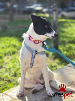 Ράτσα: Άγνωστο - Ημίαιμο | Ηλικία: 8 μηνών | Φύλο: Θηλυκό | Αρ. Microchip: - | Περιοχή: Νέα Σμύρνη, Αττική